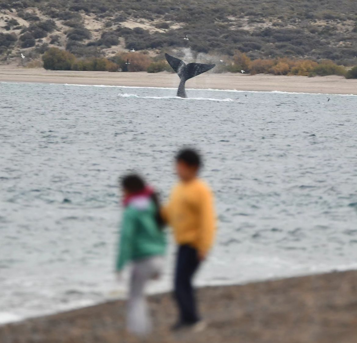 Ballena Franca Austral observada desde la costa de Playa El Doradillo